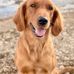 Willow - Golden Retriever