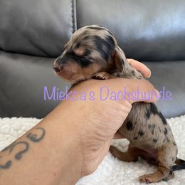 Snickerdoodle - Black and tan Dachshund puppy in Orem, Utah from Miekca’s Dachshunds