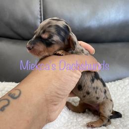Snickerdoodle - Black and tan Dachshund puppy in Orem, Utah from Miekca’s Dachshunds