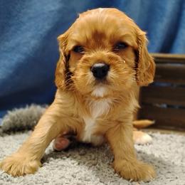 Emmett - Ruby male Cavalier King Charles Spaniel puppy in Sabetha, Kansas from Apple Blossom Cavaliers