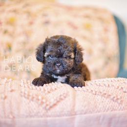 Rune - male Cavapoochon puppy in Mead, Washington from Habibi Bears - Beloved Teddy Bear Puppies