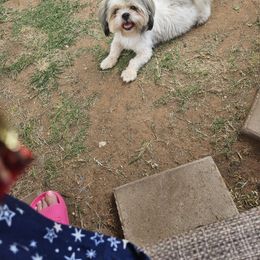 Ellabell - Shih Tzu