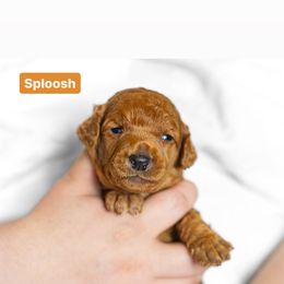 Poodle Puppies from Pawsable Prospects