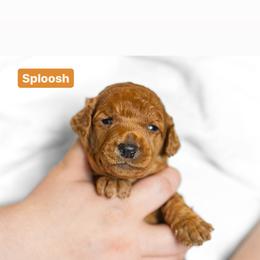 Poodle Puppies from Pawsable Prospects