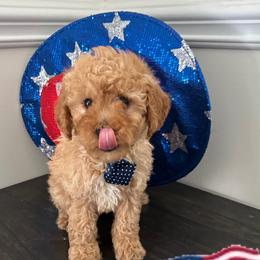 Light Blue Heart - Apricot male Goldendoodle puppy in Germantown, Maryland from Honey Blossom Doodles