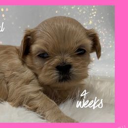 Lalique - Cream and white female Shih Tzu puppy in Hayden, Idaho from Phoenix Shih Tzu