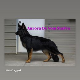 “Aurora” - German Shepherd