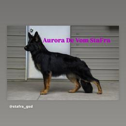 “Aurora” - German Shepherd