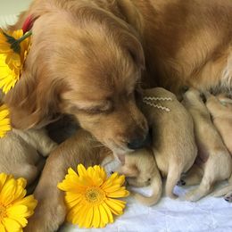 Golden Retriever Puppies from Chablisse Golden Retrievers