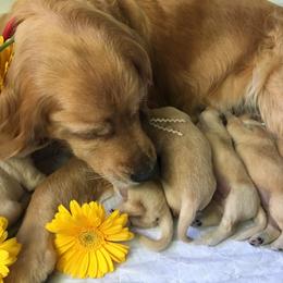 Golden Retriever Puppies from Chablisse Golden Retrievers