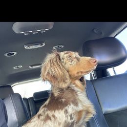 Lottie - Dachshund