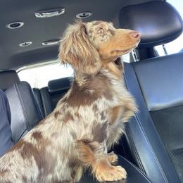 Lottie - Dachshund