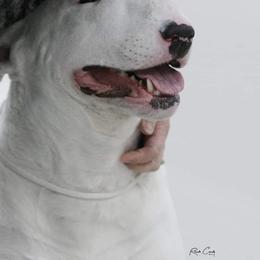 Bull Terriers from Glentom Bull Terriers