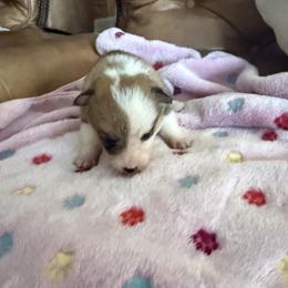 Juno 5 - Sable female Pembroke Welsh Corgi puppy in Jenkinsburg, Georgia from Red Elephant Farms