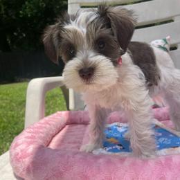 Sabrina - Parti female Miniature Schnauzer puppy in Anthony, Florida from Amanda Tragash