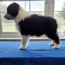 Australian Shepherd and Chow Chow Puppies from Calypso Chow Chows and Australian Shepherds
