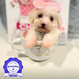 Hollywood - Cream Maltipoo puppy in San Francisco, California from Royallpoos