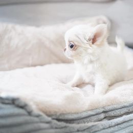 Chihuahua Puppies from Petits Chihuahuas