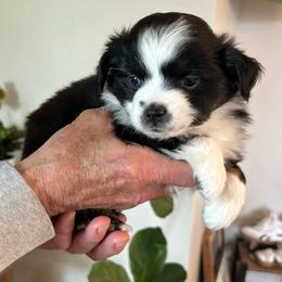 Archer - Black tri male Toy Australian Shepherd puppy in Bristow, Iowa from Pine Ridge Toy Aussies