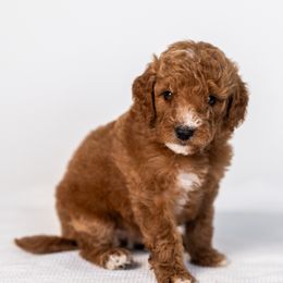 Apple - Red  female Goldendoodle puppy in Slc, Utah from Timp Doodles