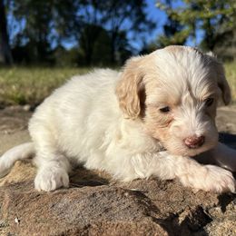 Light Pink Girl - Parti female Goldendoodle puppy in Huntsville, Alabama from Winchester Doodles