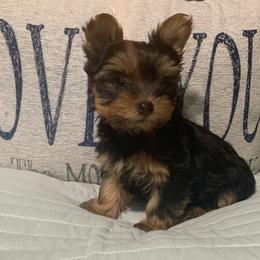 Yorkshire Terrier Puppies from Coffeycup Yorkies