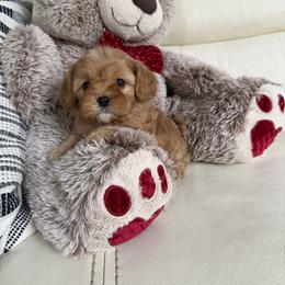Cavapoo Puppies from Woodland poodles and Cavapoos