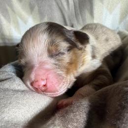 Boy 1-Red Merle - Red merle male Australian Shepherd puppy in Mayfield, Kentucky from Hamilton Farms
