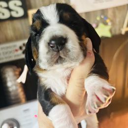 Mindy - Black brown and white female Basset Hound puppy in Manton, Michigan from BeckysBassets