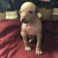 American Hairless Terriers from Esomé Kennels