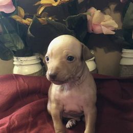 American Hairless Terriers from Esomé Kennels