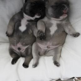 French Bulldog Puppies from Cortney’s Frenchie Farm