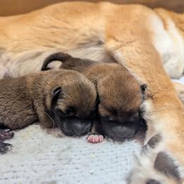 Clark - Red male Shiba Inu puppy in Jasper, New York from Cornerpost Shiba Inus