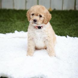 Blossom - Red  female Goldendoodle puppy in Boise, Idaho from Goldendoodle Baby