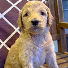 The Bookworm - Parti male Goldendoodle puppy in Social Circle, Georgia from Poppiedoodle Farms