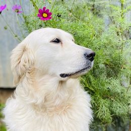 Frost - Golden Retriever