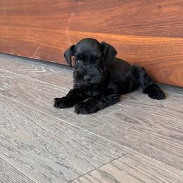 Purple - Black female Miniature Schnauzer puppy in Arlington, Texas from Blissful Standards