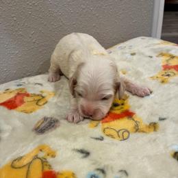 Sam - Cream male Cockapoo puppy in Brookings, South Dakota from Hofer Pups