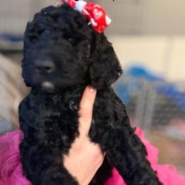 Teddy  1 3 0 0 - Black male Goldendoodle puppy in Salem, Oregon from Capital Doodles
