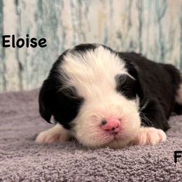 Eloise - Black and white female Sheepadoodle puppy in Taber, Idaho from Son of a Poodle Sheepadoodles