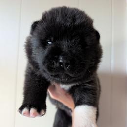 Nebula's Boy 1 - Black male Akita puppy in South Carolina from Sierra Mountain Akitas