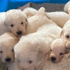 Border Collies and Maremma Sheepdogs from Hope's Farm
