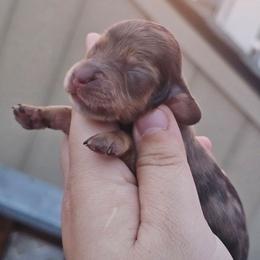 Truffle - Chocolate and tan female Dachshund puppy in Pasco, Washington from G & G Kennel