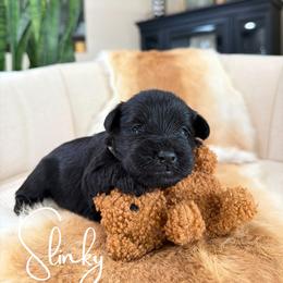 Slinky - Black male Miniature Schnauzer puppy in Victorville, California from West Coast Crown  Miniature Schnauzer