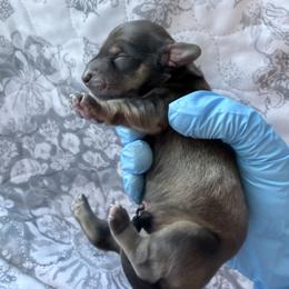 Fern - Chocolate and tan male Dachshund puppy in Fort Worth, Texas from The Holloway Dachshunds