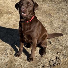 Labrador Retriever puppies from Alley Rock Labradors, LLC