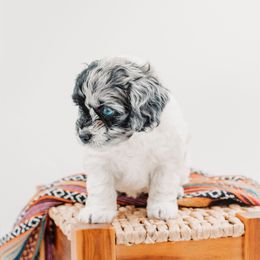 Hope - Black white and tan female Cockapoo puppy in Montana from Parti Puppies
