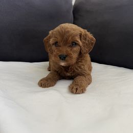 Snickerdoodle - Red male Cavapoo puppy in El Sobrante, California from Mckendra's Legacy