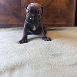 Cane Corso Puppies from Cowan Farms