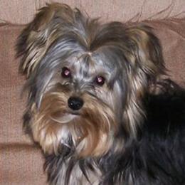 Yorkshire Terriers from Shirley's Yorkies